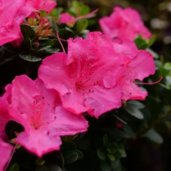 Perfecto Mundo Epic Pink™Reblooming Azalea -Great Garden Plants RhododendronPerfectoMundoEpicPinkP1104996 800x800 99e59b8