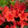 Perfecto Mundo® Orange Reblooming Azalea -Great Garden Plants RhododendronPerfectoMundoOrangeP1093749 800x800 5c743a9 1