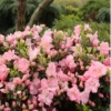 Perfecto Mundo Pink Carpet™Reblooming Azalea -Great Garden Plants RhododendronPerfectoMundoPinkCarpetIMG 0639 800x800 0872e01