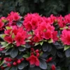 Perfecto Mundo® Red Reblooming Azalea -Great Garden Plants RhododendronPerfectoMundoRedIMG 0537 800x800 e858d28