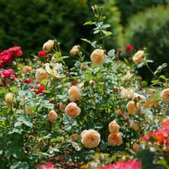 Flavorette™ Honey-Apricot Rose -Great Garden Plants RosaFlavoretteApricot HoneyDSC04297 1080x1080 3345916