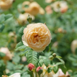 Flavorette™ Honey-Apricot Rose -Great Garden Plants RosaFlavoretteApricot HoneyDSC04303 1080x1080 06ba277