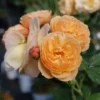 Flavorette™ Honey-Apricot Rose -Great Garden Plants RosaFlavoretteApricot HoneyP1184615 1080x1080 472cfd6