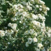 Oso Easy Ice Bay™ Rose -Great Garden Plants RosaOsoEasyIceBayDSC07558 1080x1080 e0415bd