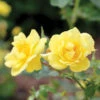 Oso Easy Lemon Zest® Rose -Great Garden Plants RosaOsoEasyLemonZest1