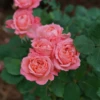 Reminiscent™ Coral Rose 2 Reminiscent™ Coral Rose -Great Garden Plants RosaReminiscentCoralDSC04183 800x800 1aecebf