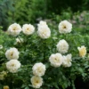 Reminiscent™ Crema Rose -Great Garden Plants RosaReminiscentCremaP1072057 800x800 aa30ab0