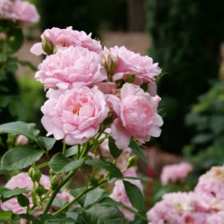 Reminiscent™ Pink Rose -Great Garden Plants RosaReminiscentPinkP1071859 800x800 7063c0b