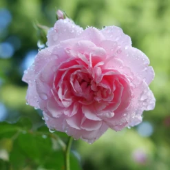 Reminiscent™ Pink Rose -Great Garden Plants RosaReminiscentPinkP1094438 800x800 002b007