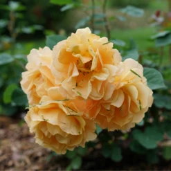 Rise Up Amberness™ Climbing Rose -Great Garden Plants RosaRiseUpAmbernessDSC09017 800x800 6ca8a6a