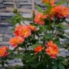 Rise Up Emberays™ Climbing Rose