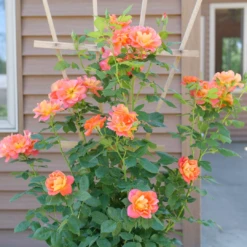Rise Up Emberays™ Climbing Rose -Great Garden Plants RosaRiseUpEmberaysP1184672 1080x1080 5f6a7b4