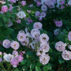 Rise Up Lilac Days™ Climbing Rose 9 Rise Up Lilac Days™ Climbing Rose -Great Garden Plants RosaRiseUpLilacDaysDSC07015 800x800 ccb5c78