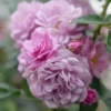 Rise Up Lilac Days™ Climbing Rose -Great Garden Plants RosaRiseUpLilacDaysP1106029 800x800 6b102f6