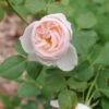 Flavorette Pear'd™ Rose -Great Garden Plants Rosa Flavorette Peard P1225627