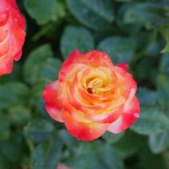 Oso Easy En Fuego™ Rose -Great Garden Plants Rosa Oso Easy En Fuego P1226938