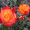 Oso Easy En Fuego™ Rose 1 Oso Easy En Fuego™ Rose -Great Garden Plants Rosa Oso Easy En Fuego 6