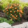 Oso Easy Paprika® Rose 2 Oso Easy Paprika® Rose -Great Garden Plants Rose Oso Easy Paprika 1 P