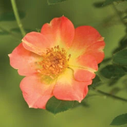 Oso Easy Paprika® Rose 9 Oso Easy Paprika® Rose -Great Garden Plants Rose Oso Easy Paprika 3 P