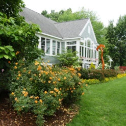 Oso Easy Paprika® Rose 10 Oso Easy Paprika® Rose -Great Garden Plants Rose Oso Easy Paprika 4 P