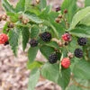 Taste Of Heaven™ Blackberry -Great Garden Plants Rubus Taste of Heaven P1237954