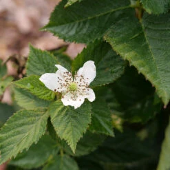 Taste Of Heaven™ Blackberry -Great Garden Plants Rubus Taste of Heaven P1238088
