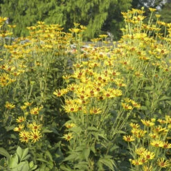 'Henry Eilers' Sweet Coneflower (Rudbeckia) 5 'Henry Eilers' Sweet Coneflower (Rudbeckia) -Great Garden Plants Rud subt HenryEilers Hab 3
