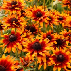 'Summer Sienna' Sweet Coneflower (Rudbeckia) 7 'Summer Sienna' Sweet Coneflower (Rudbeckia) -Great Garden Plants Rudbeckia Summer Sienna 1