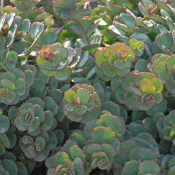 Succulent Ground Cover Collection 14 Succulent Ground Cover Collection -Great Garden Plants SEDSI1Q 3