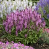 'Pink Profusion' Salvia 1 'Pink Profusion' Salvia -Great Garden Plants Salvianemorosa PinkProfusion PP31435CPBRAF0002lowres