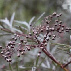 Black Lace® Elderberry -Great Garden Plants Sambucus Black Lace 6 P d5026fff ac27 4405 91a6 ded5ac7d0249 sw