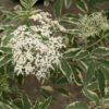 Instant Karma® Elderberry -Great Garden Plants Sambucus Instant Karma 1 P