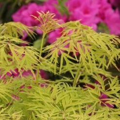 Lemony Lace® Elderberry 12 Lemony Lace® Elderberry -Great Garden Plants Sambucus Lemony Lace 5 P