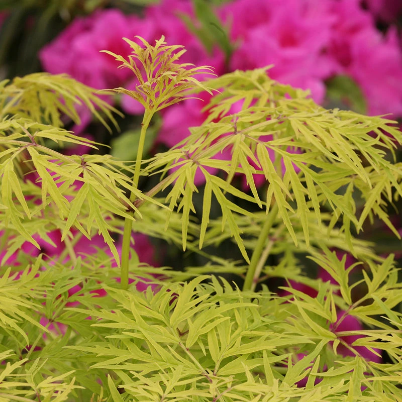 Lemony Lace® Elderberry 7 Lemony Lace® Elderberry - Image 5