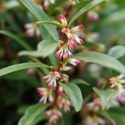 Sweet & Lo™ Sweet Box 10 Sweet & Lo™ Sweet Box -Great Garden Plants SarcococcaSweetLoP1140771 1080x1080 5ed8c60