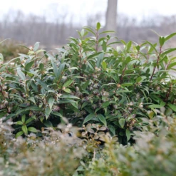 Sweet & Lo™ Sweet Box 11 Sweet & Lo™ Sweet Box -Great Garden Plants SarcococcaSweetLoP1140831 1080x1080 9a3d0f4