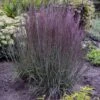 Prairie Winds® 'Blue Paradise' Bluestem Grass -Great Garden Plants Schizachyriumscoparium BlueParadise PP28145CPBR56500000highres sw