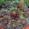 'Ruby Heart' Hens & Chicks -Great Garden Plants Sempervivum Ruby Heart 1 P