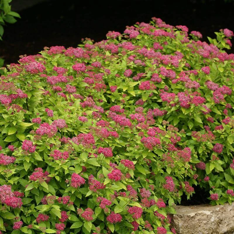 Double Play® Gold Spirea 3 Double Play® Gold Spirea