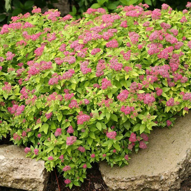 Double Play® Gold Spirea 4 Double Play® Gold Spirea - Image 2
