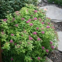 Double Play® Gold Spirea 10 Double Play® Gold Spirea -Great Garden Plants Spiraea Double Play Gold 3 P sw