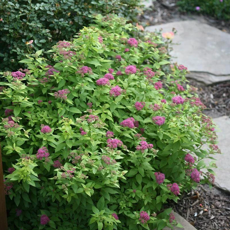 Double Play® Gold Spirea 5 Double Play® Gold Spirea - Image 3
