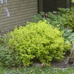 Double Play® Gold Spirea 11 Double Play® Gold Spirea -Great Garden Plants Spiraea Double Play Gold 4 P sw