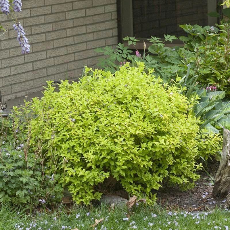 Double Play® Gold Spirea 6 Double Play® Gold Spirea - Image 4