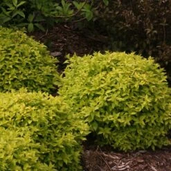 Double Play® Gold Spirea 12 Double Play® Gold Spirea -Great Garden Plants Spiraea Double Play Gold 5 P sw