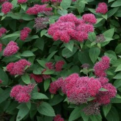 Double Play® Red Spirea -Great Garden Plants Spiraea Double Play Red 3 P sw