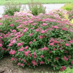 Double Play® Red Spirea -Great Garden Plants Spiraea Double Play Red 5 P sw