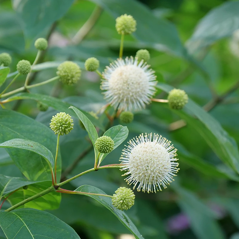 Sugar Shack® Buttonbush 4 Sugar Shack® Buttonbush - Image 2