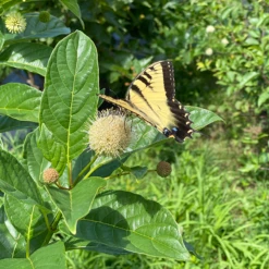 Sugar Shack® Buttonbush 10 Sugar Shack® Buttonbush -Great Garden Plants SugarShackFlowers3