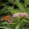 'Cinderella' Swamp Milkweed 2 'Cinderella' Swamp Milkweed -Great Garden Plants Swampmilkweedinthegarden